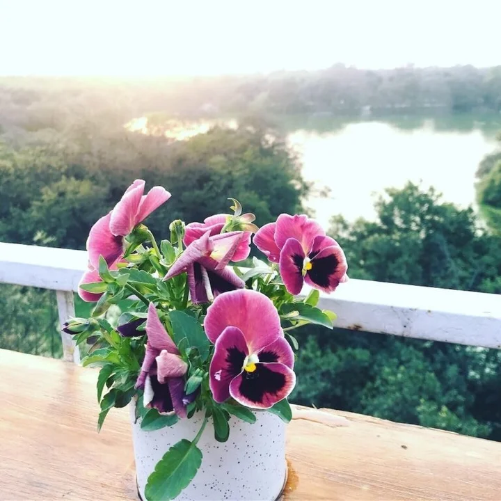 Нью-Дели: The Lazy Patio Home Stay