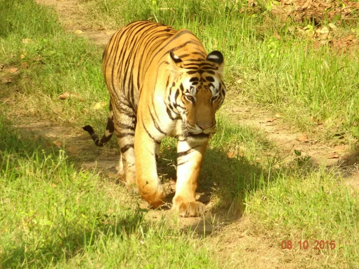 Баихар: Windsor Tiger Resort
