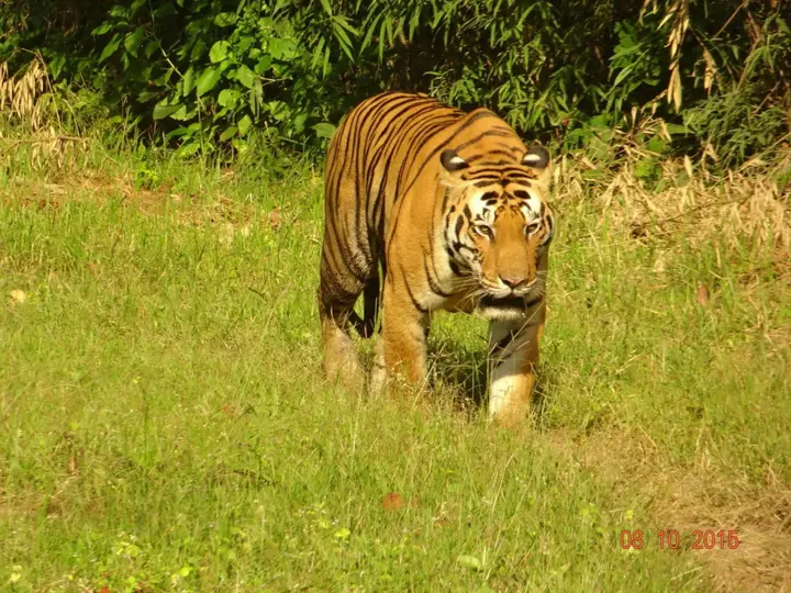 Баихар: Windsor Tiger Resort