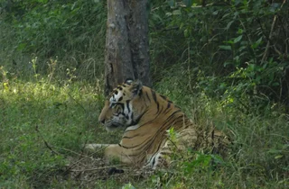 Баихар: Windsor Tiger Resort