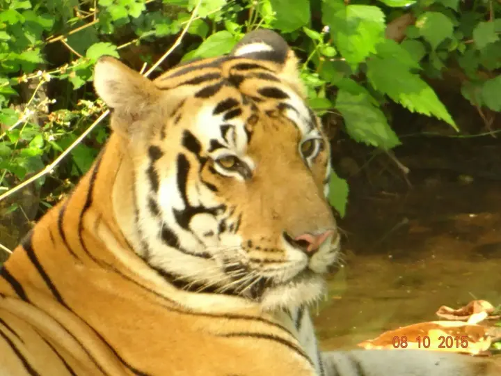Баихар: Windsor Tiger Resort