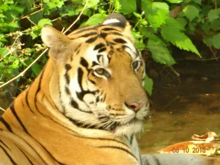 Баихар: Windsor Tiger Resort