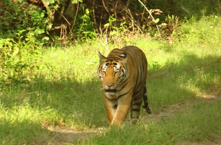 Баихар: Windsor Tiger Resort