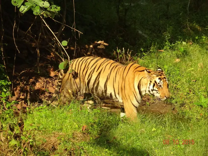 Баихар: Windsor Tiger Resort