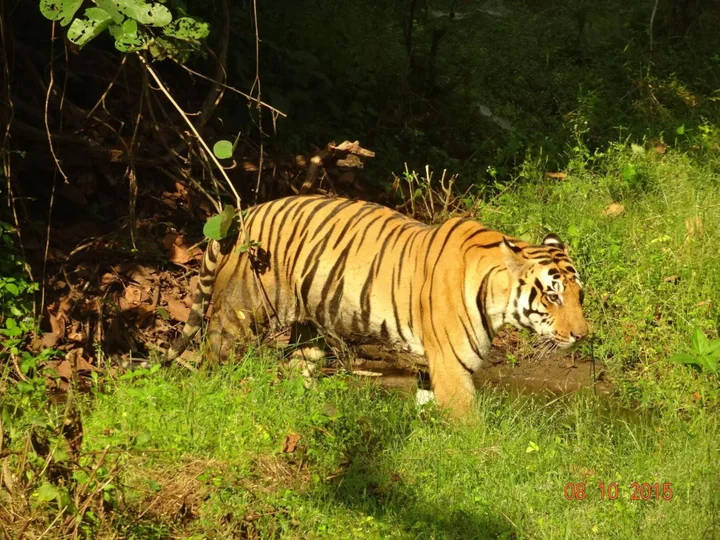 Баихар: Windsor Tiger Resort