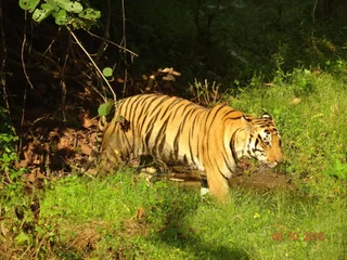 Баихар: Windsor Tiger Resort