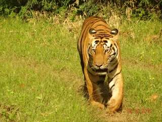 Баихар: Windsor Tiger Resort