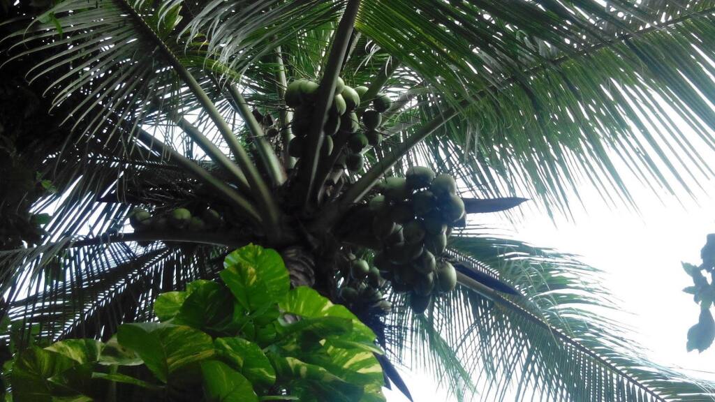 Южный Гоа: Goa Velha Guest House