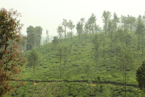 Султан-Батери: Green Garden Holiday Home Wayanad