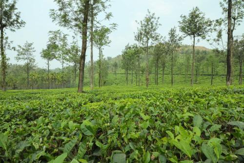 Султан-Батери: Green Garden Holiday Home Wayanad