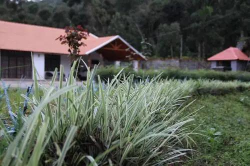 Шиккамагалуру: The Sattva - Nature Retreat