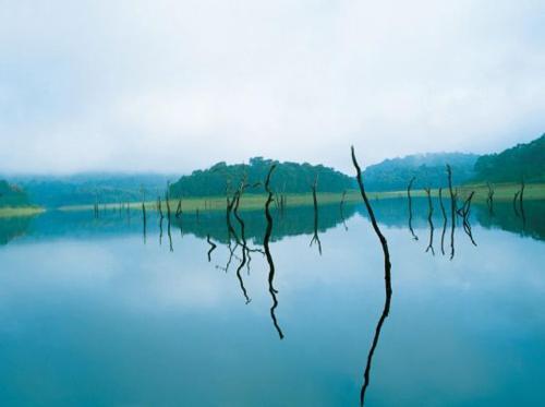 Кумили: Thekkady Woods