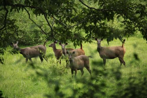 Кумили: Thekkady Woods