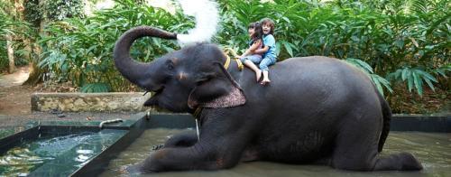 Кумили: Thekkady Woods