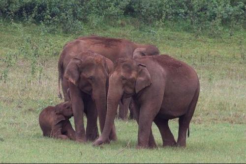 Кумили: Thekkady Woods