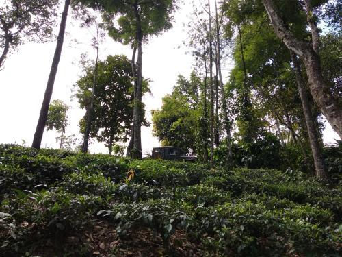 Куттикканам: Verdant Vagamon