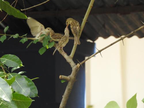 Агра: The Coral Tree Homestay