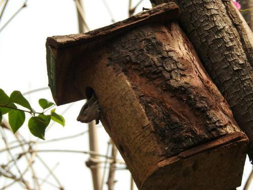 Агра: The Coral Tree Homestay