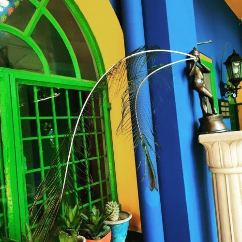 Агра: The Coral Tree Homestay