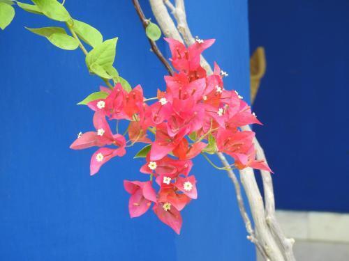 Агра: The Coral Tree Homestay