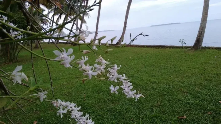 Мухамма: Vembanad House Boutique Back Water Homestay