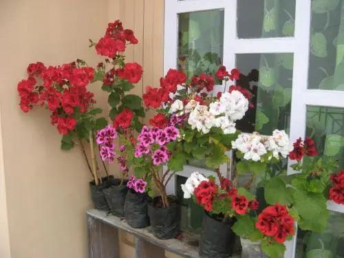 Дарджилинг: Samir's Homestay