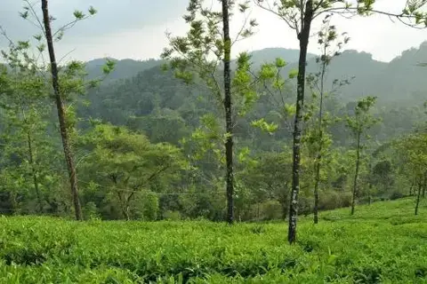 Султан-Батери: Tea Garden Holiday Home