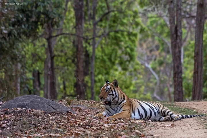 Баихар: Taal Tiger Retreat