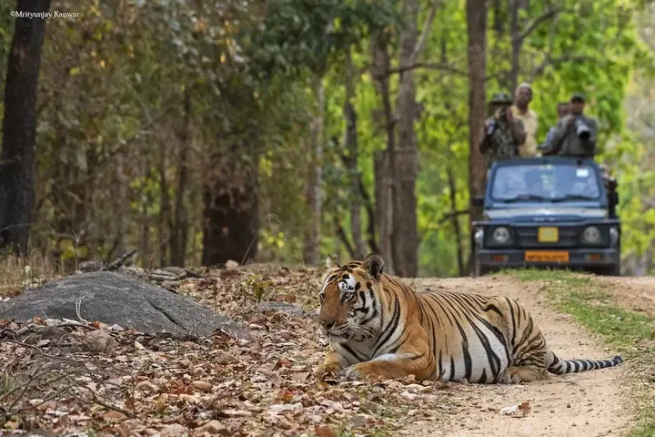 Баихар: Taal Tiger Retreat