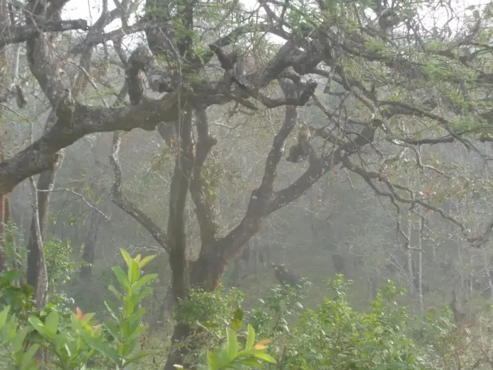 Кумили: Jungleparadiso Homestay
