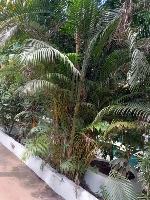Арамбол: Ivon Guest House, Arambol Beach
