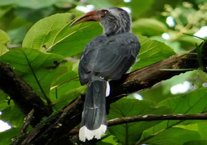 Султан-Батери: Sundara Mahal Homestay Wayanad