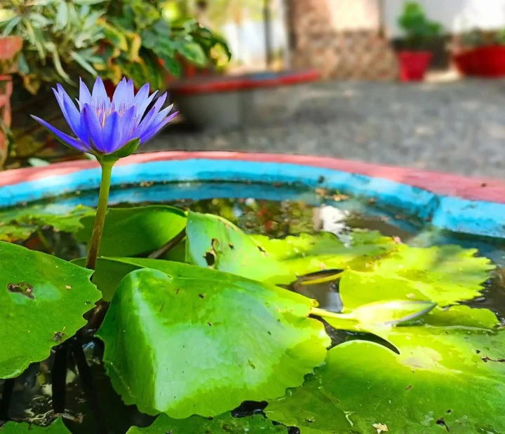 Cherthala: Alma Homestay