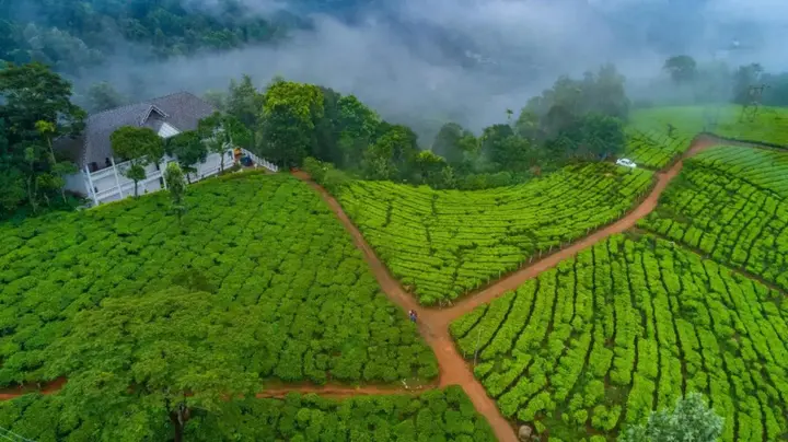 Муннар: Tea Harvester Munnar