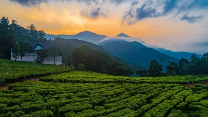 Муннар: Tea Harvester Munnar