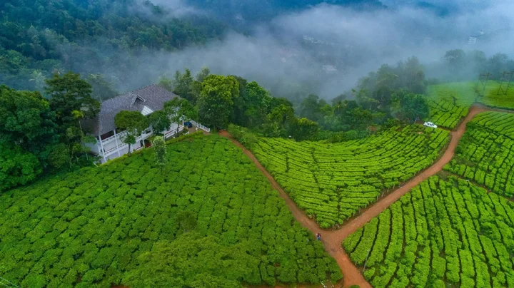 Муннар: Tea Harvester Munnar