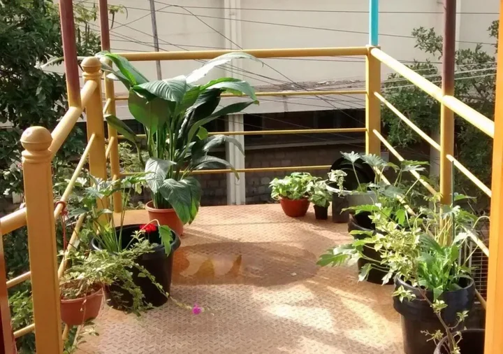 Бангалор: The Meditating Monkeys