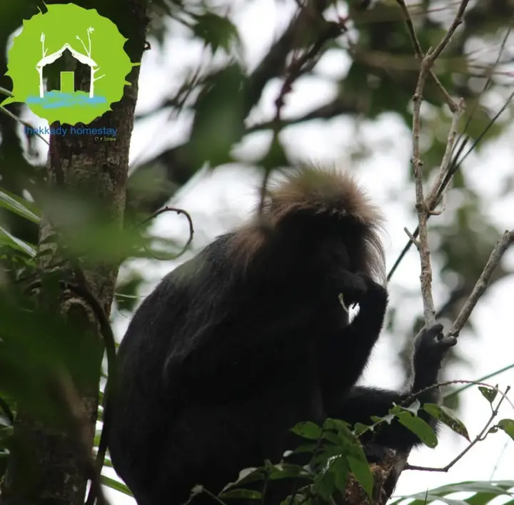 Кумили: Thekkady Homestay