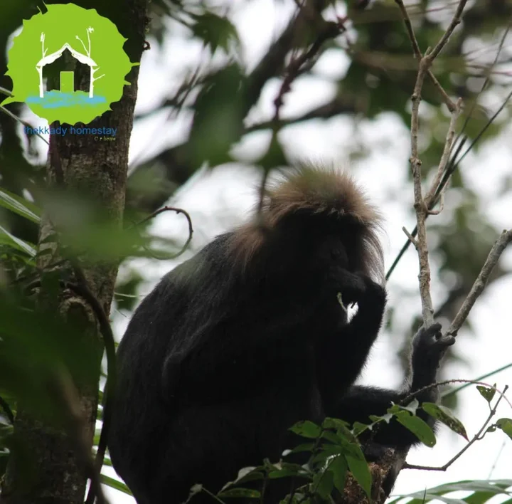 Кумили: Thekkady Homestay