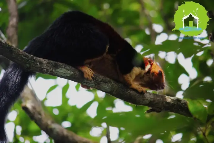 Кумили: Thekkady Homestay
