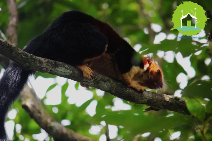 Кумили: Thekkady Homestay