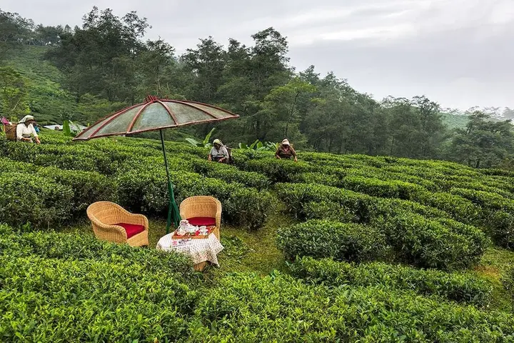 Пеллинг: Ging Tea House