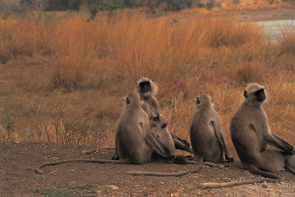 Савай-Мадхопур: The Oberoi Vanyavilas Wildlife Resort, Ranthambhore