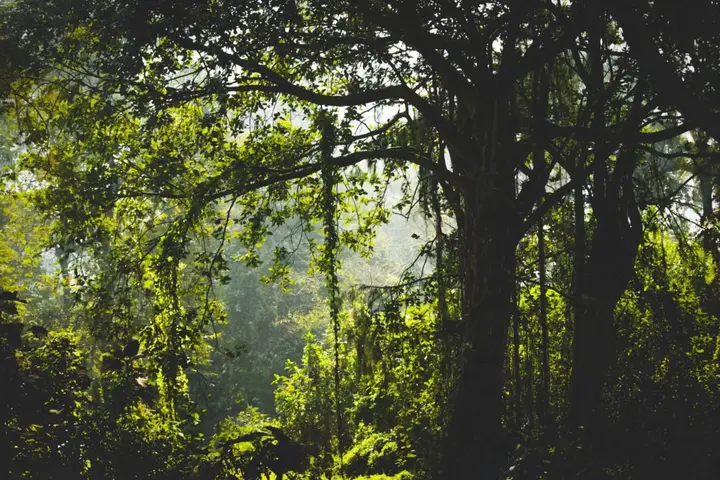 Алюр: Paradise Wild Hills