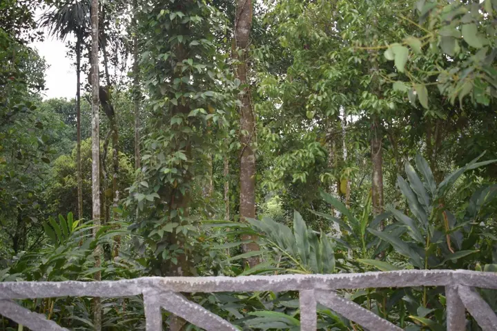 Куттикканам: Amritara Shalimar Spice Garden Resort & Spa