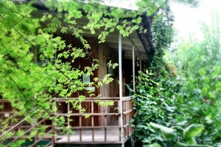 Ачрол: The Tree House Resort