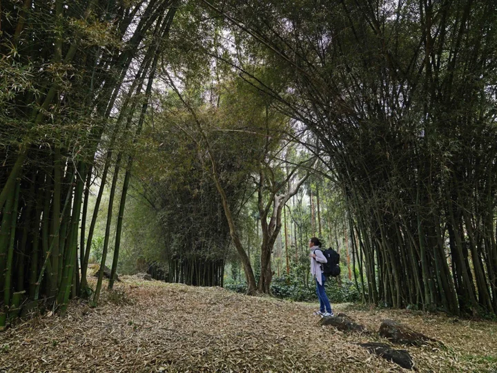 Шиккамагалуру: The Serai Chikmagalur