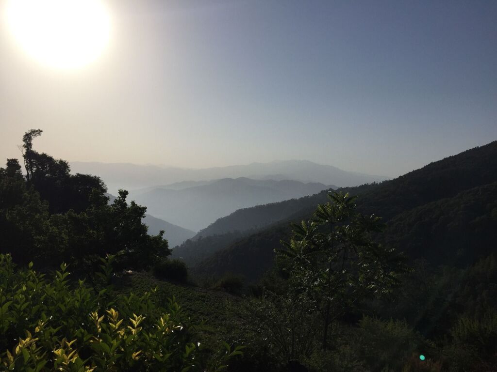 Куфри: The Ayali Fernhill Resort, Chail