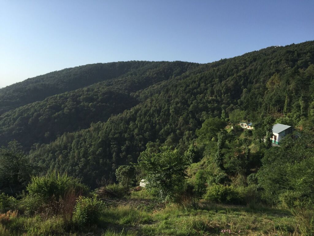 Куфри: The Ayali Fernhill Resort, Chail