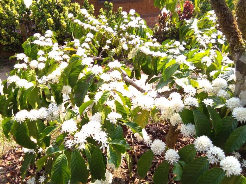 Какабе: Three Hills Coorg
